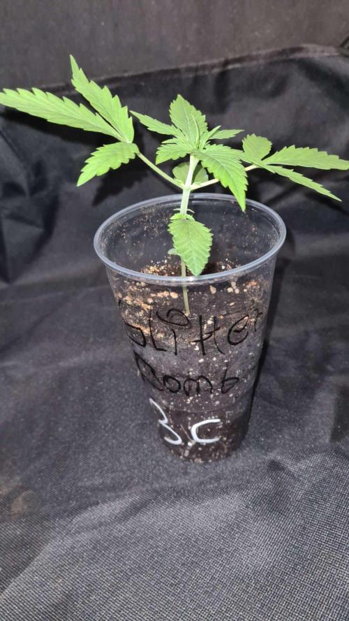 Glitter Bomb Auto (Zamnesia Seeds) #3c. Week 2