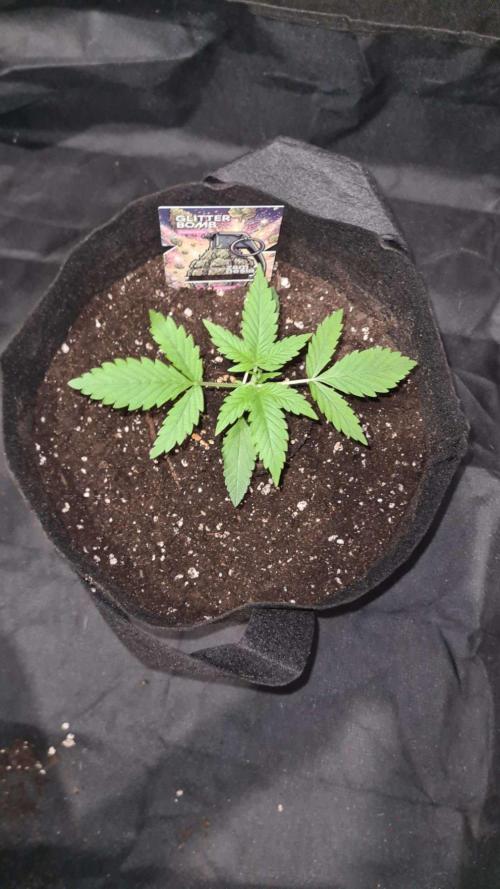 Glitter Bomb Auto (Zamnesia Seeds) #3c. Week 2