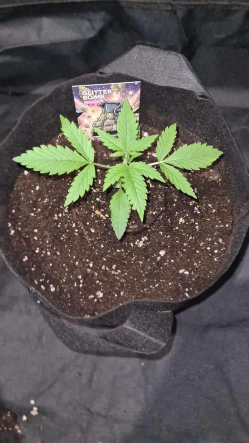 Glitter Bomb Auto (Zamnesia Seeds) #3c. Week 2