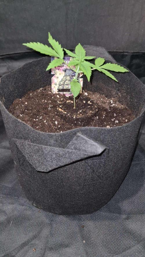 Glitter Bomb Auto (Zamnesia Seeds) #3c. Week 2