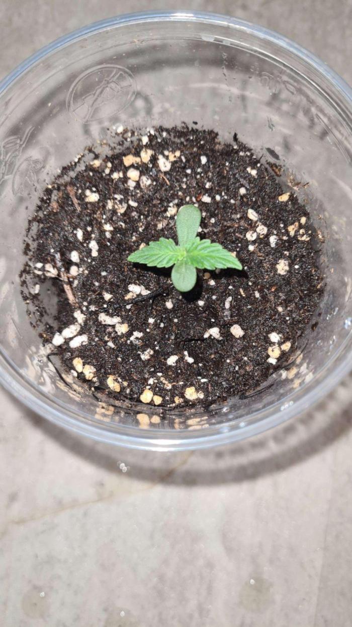 Glitter Bomb Auto (Zamnesia Seeds) #1c. Week 1
