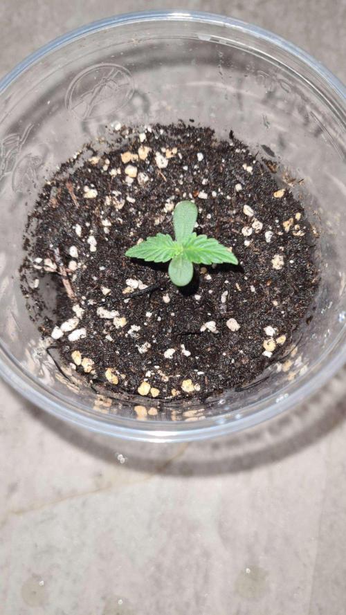 Glitter Bomb Auto. Week 1
