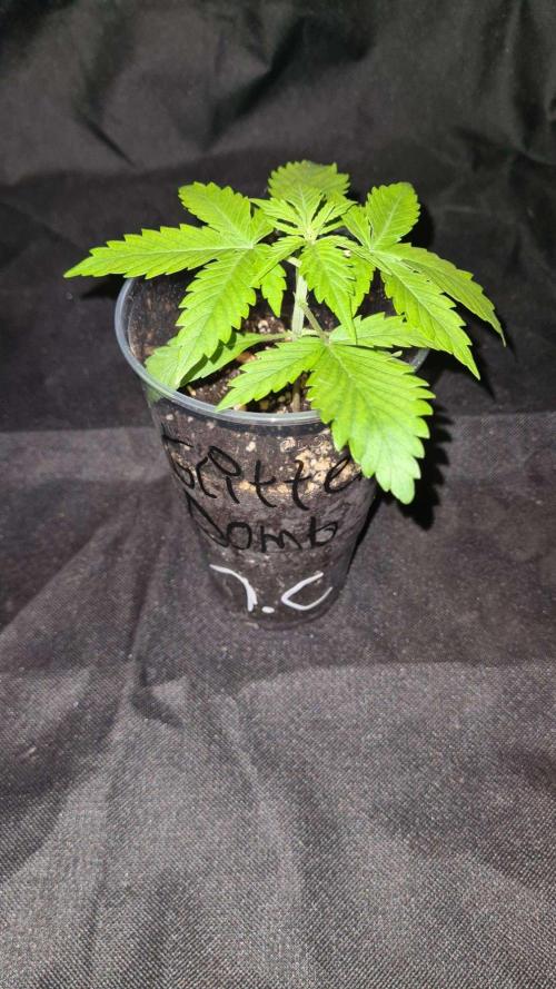 Glitter Bomb Auto (Zamnesia Seeds) #1c. Week 2