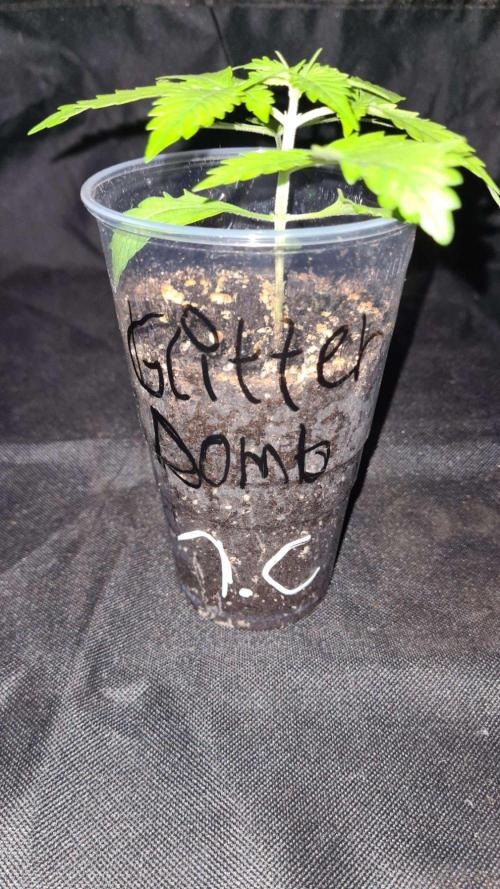 Glitter Bomb Auto (Zamnesia Seeds) #1c. Week 2