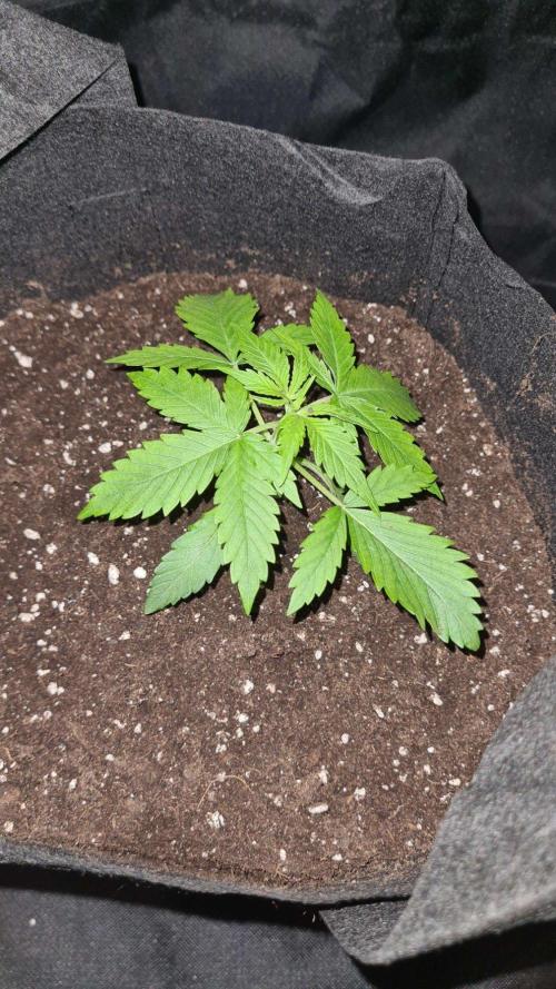 Glitter Bomb Auto (Zamnesia Seeds) #1c. Week 2