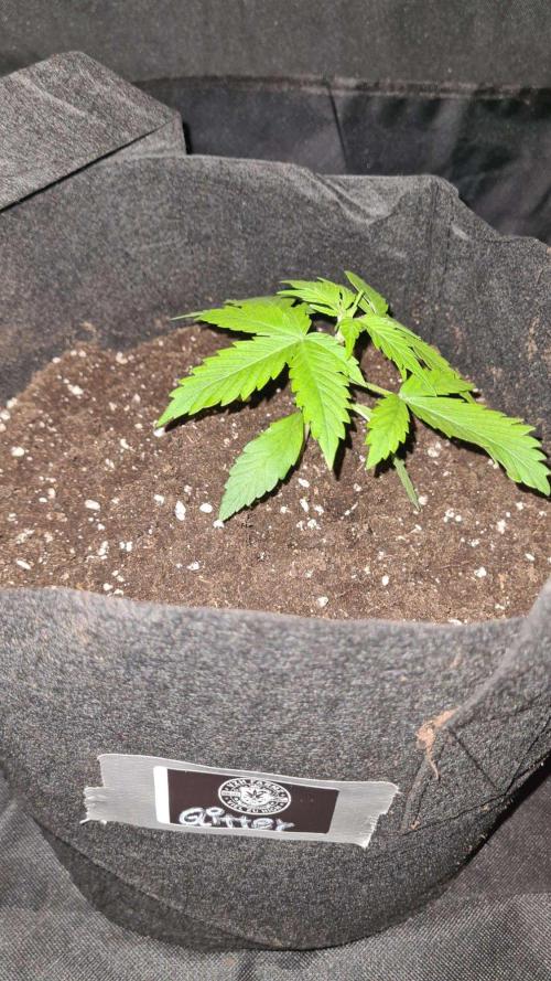 Glitter Bomb Auto (Zamnesia Seeds) #1c. Week 2