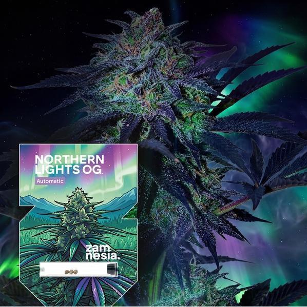 NorthernLightsOG Auto(Zamnesia Seeds)#1c. Week 0