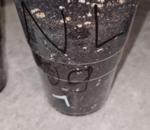 NorthernLightsOG Auto(Zamnesia Seeds)#1c. Week 1