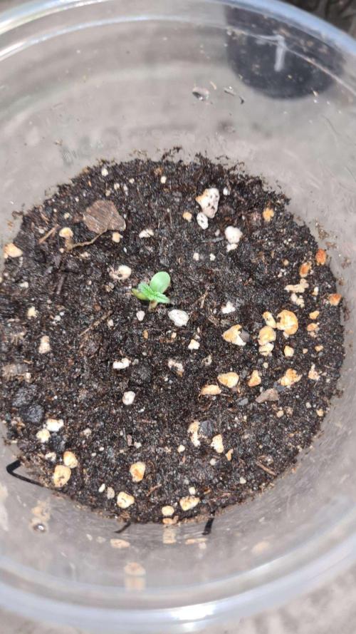 NorthernLightsOG Auto(Zamnesia Seeds)#1c. Week 1