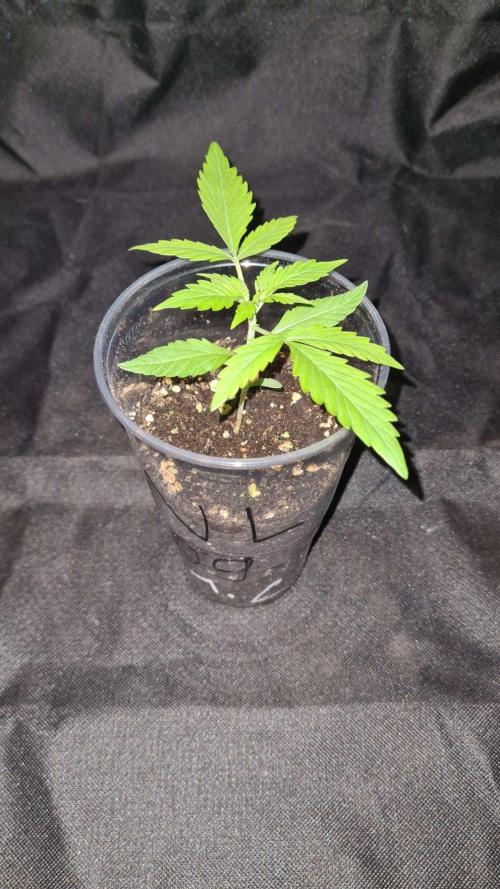 NorthernLightsOG Auto(Zamnesia Seeds)#1c. Week 2