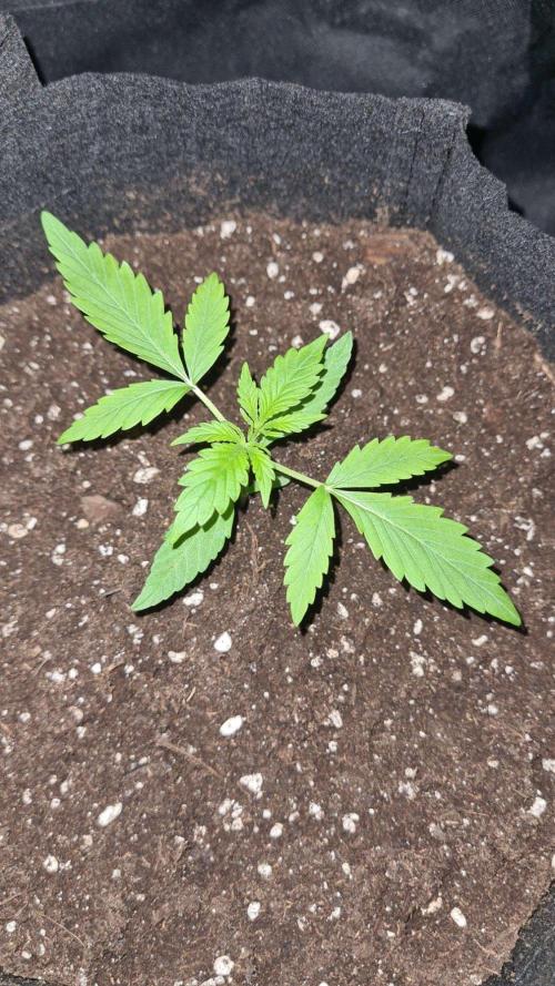 NorthernLightsOG Auto(Zamnesia Seeds)#1c. Week 2