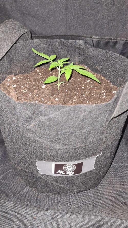 NorthernLightsOG Auto(Zamnesia Seeds)#1c. Week 2