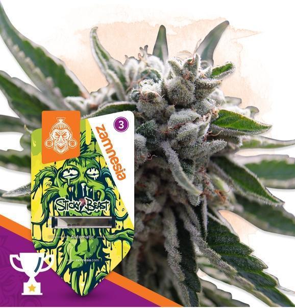 Sticky Beast Auto (Zamnesia Seeds)#3c. Week 0