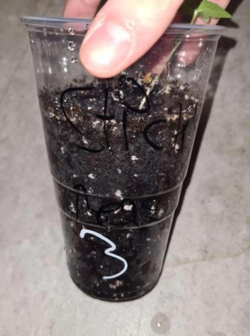 Sticky Beast Auto (Zamnesia Seeds)#3c. Week 1