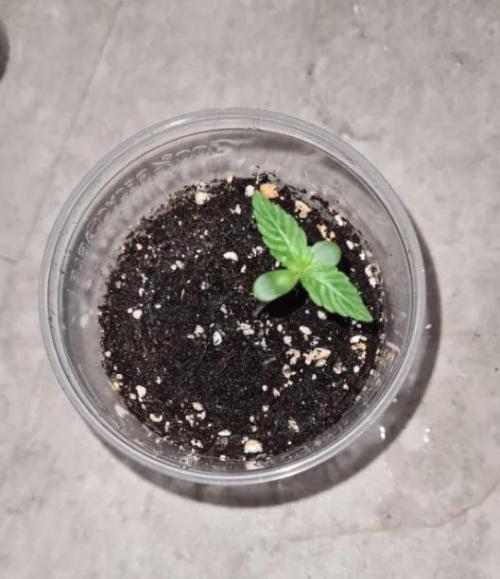 Sticky Beast Auto (Zamnesia Seeds)#3c. Week 1