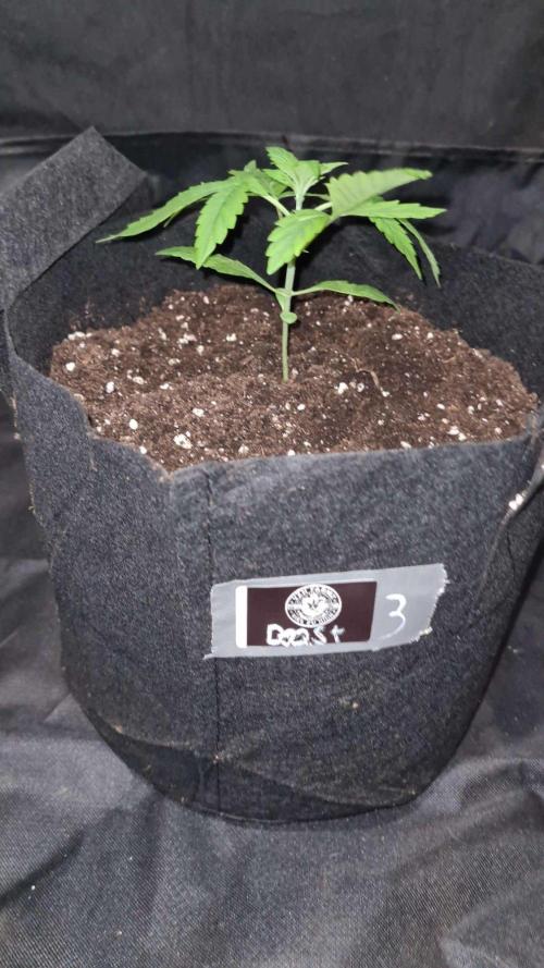 Sticky Beast Auto (Zamnesia Seeds)#3c. Week 2