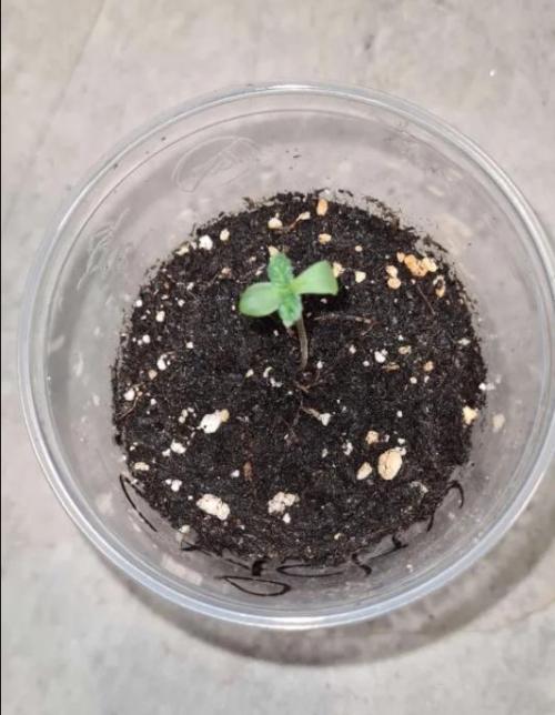 Sticky Beast Auto (Zamnesia Seeds)#4c. Week 1