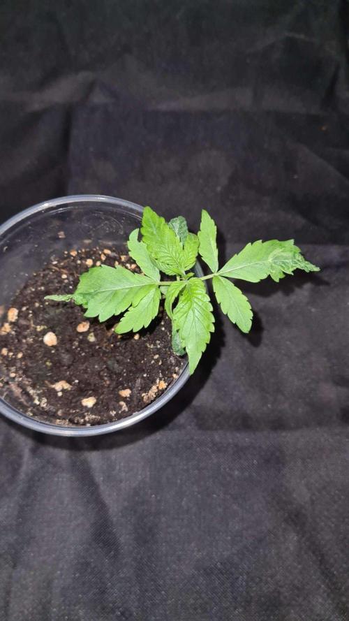 Sticky Beast Auto (Zamnesia Seeds)#4c. Week 2