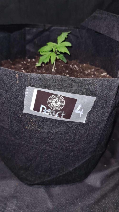 Sticky Beast Auto (Zamnesia Seeds)#4c. Week 2