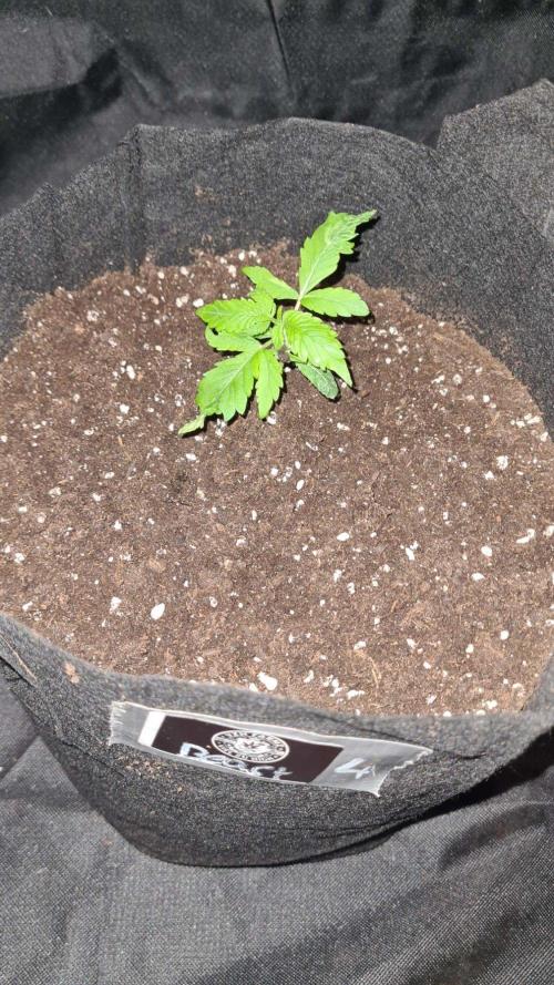 Sticky Beast Auto (Zamnesia Seeds)#4c. Week 2