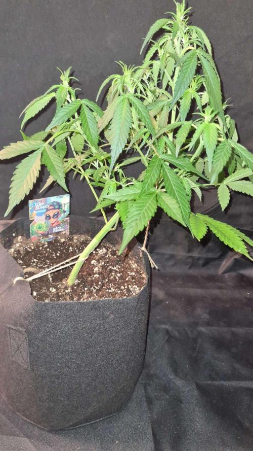 Cap Junky Auto (Zamnesia Seeds). Week 5
