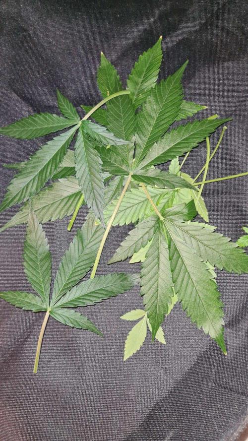Cap Junky Auto (Zamnesia Seeds). Week 5