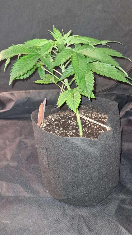 Sunset Sherbet Automatic (Zamnesia Seeds. Week 5