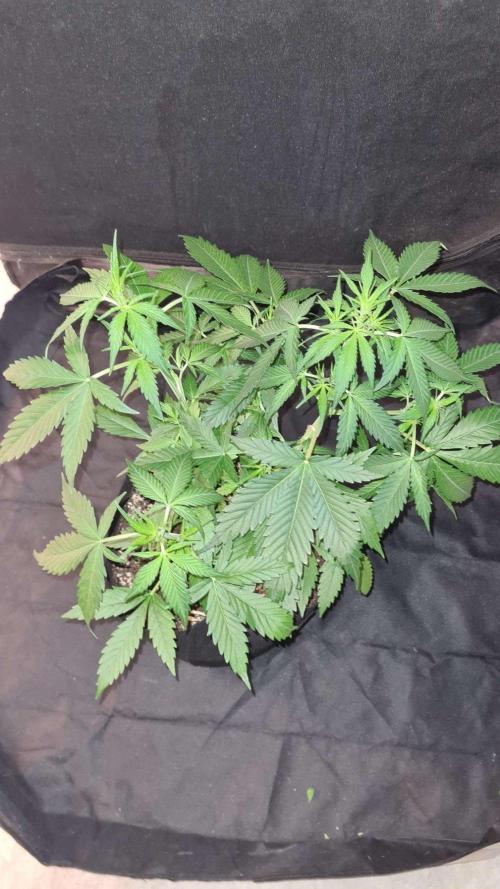 Toad Venom Auto  (Zamnesia Seeds). Week 5