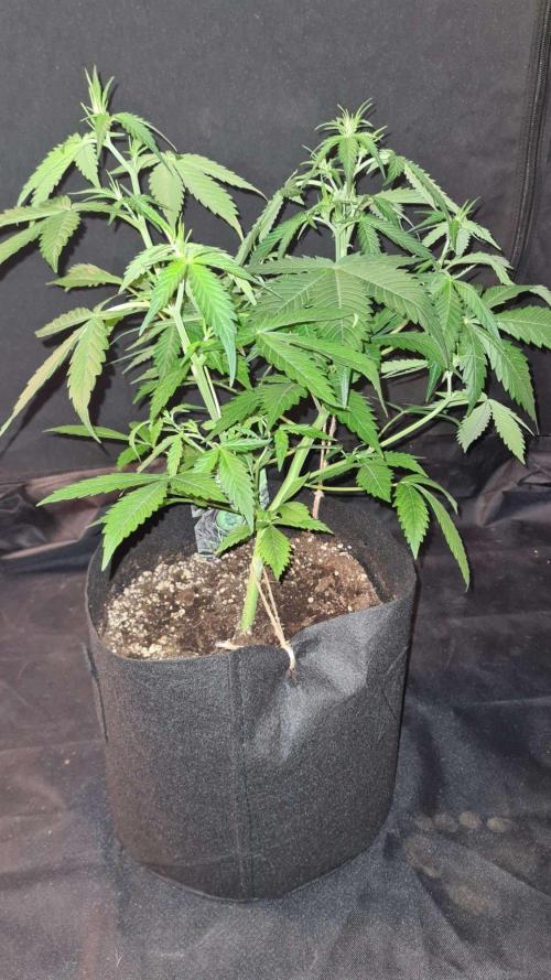 Toad Venom Auto  (Zamnesia Seeds). Week 5