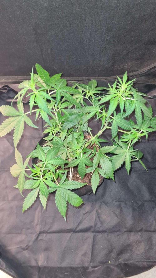 Toad Venom Auto  (Zamnesia Seeds). Week 5