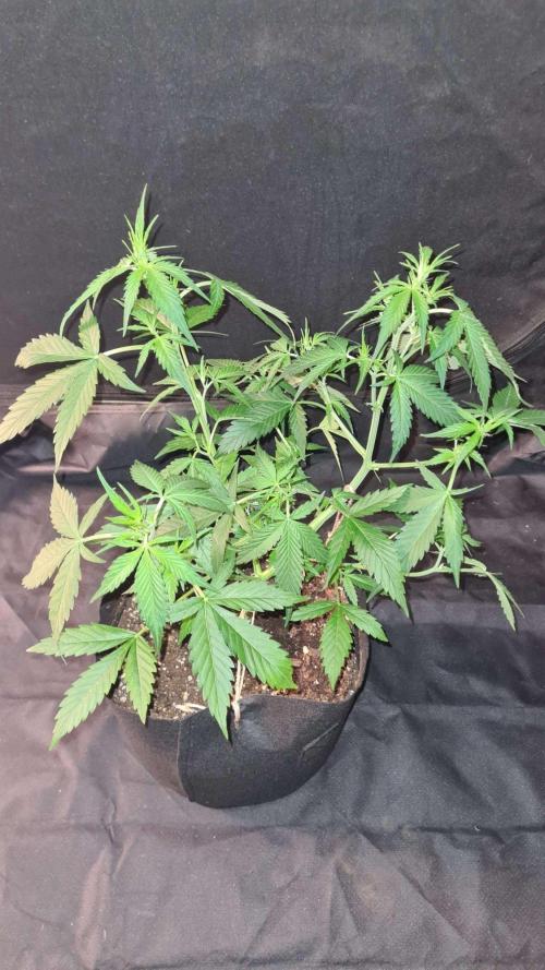 Toad Venom Auto  (Zamnesia Seeds). Week 5