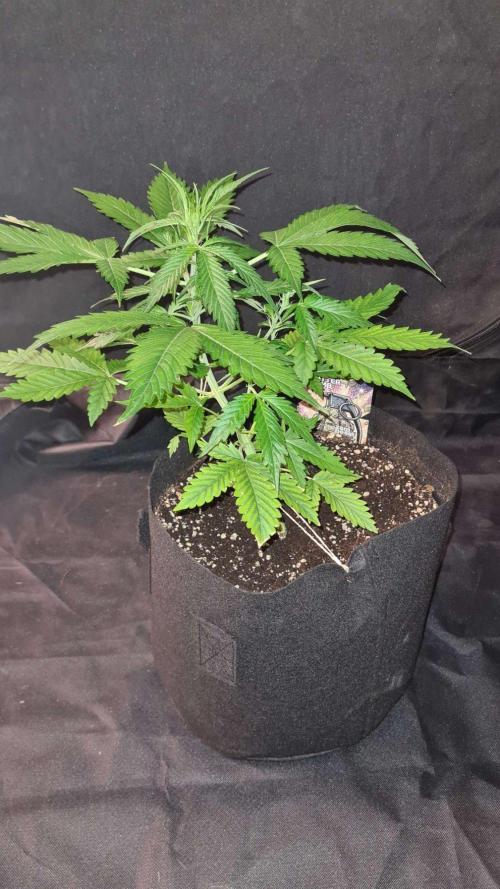 Glitter Bomb Auto (Zamnesia Seeds). Week 5