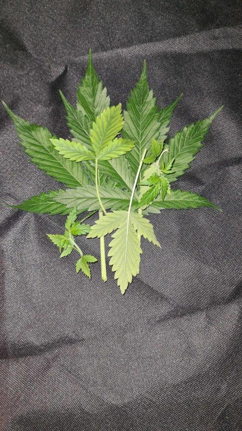 Glitter Bomb Auto (Zamnesia Seeds). Week 5