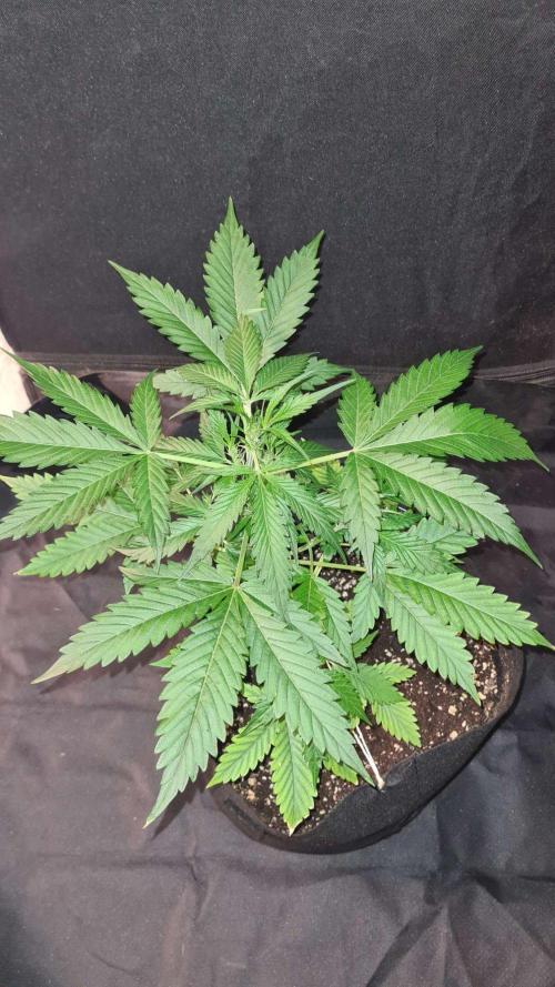 Glitter Bomb Auto (Zamnesia Seeds). Week 5