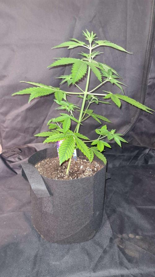 Chem Brulee Auto (Zamnesia Seeds). Week 4