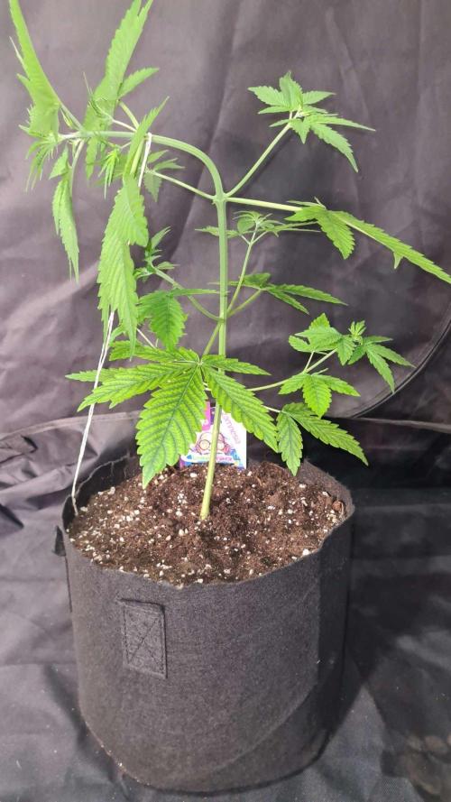 Chem Brulee Auto (Zamnesia Seeds). Week 4