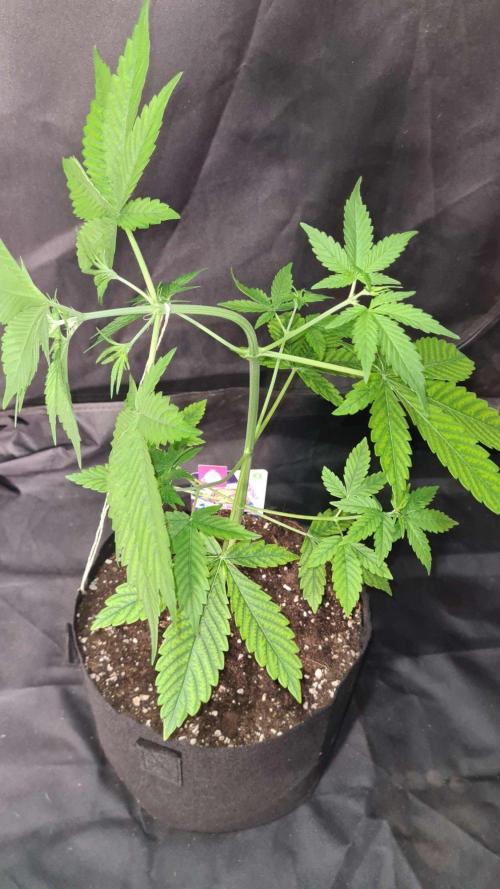 Chem Brulee Auto (Zamnesia Seeds). Week 4