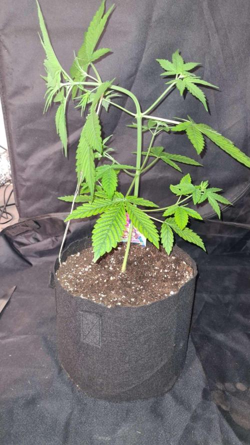 Chem Brulee Auto (Zamnesia Seeds). Week 4