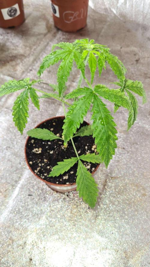 Glitter Bomb Auto  - CS Reversal. Week 4