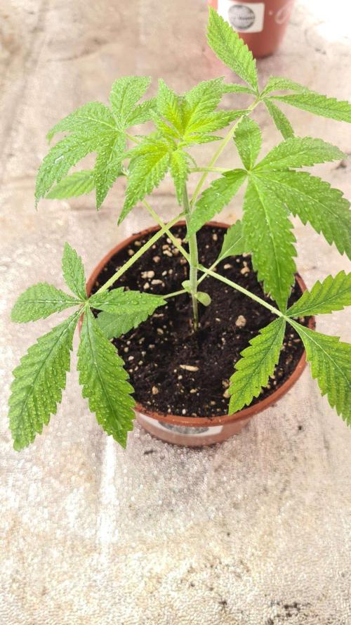 Northern Lights OG Auto  - CS Reversal. Week 4