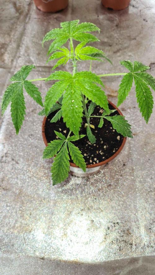Chem Brulee Auto - CS Reversal. Week 4