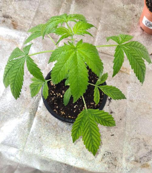 Sticky Beast Auto - CS Reversal. Week 4