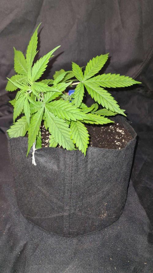 Glitter Bomb Auto. Week 3