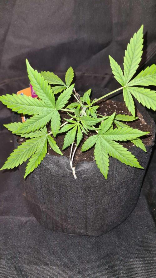NorthernLightsOG Auto(Zamnesia Seeds)#1c. Week 3