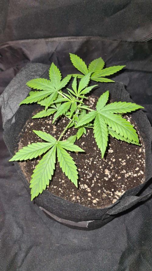 NorthernLightsOG Auto(Zamnesia Seeds)#1c. Week 3