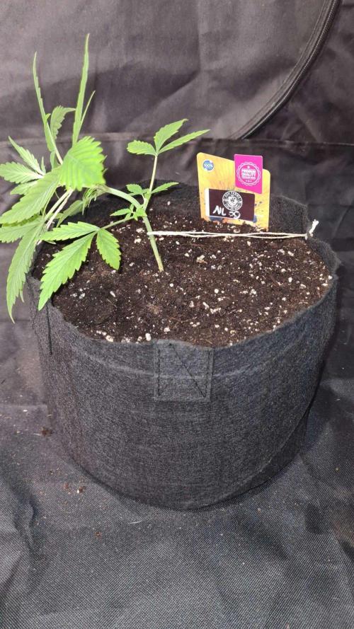 NorthernLightsOG Auto(Zamnesia Seeds)#1c. Week 3