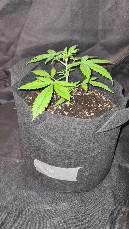 NorthernLightsOG Auto(Zamnesia Seeds)#1c. Week 3
