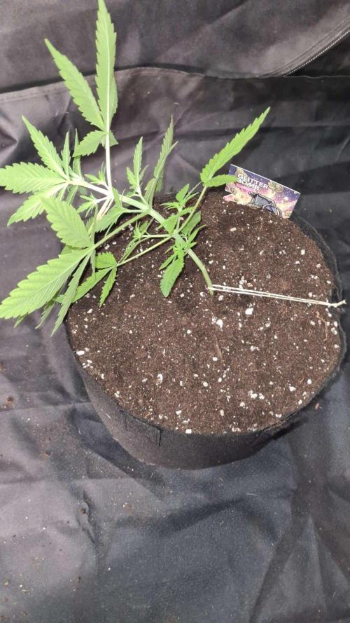 Glitter Bomb Auto (Zamnesia Seeds) #1c. Week 3