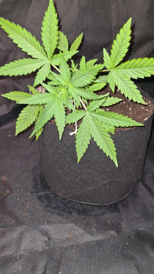 Glitter Bomb Auto (Zamnesia Seeds) #1c. Week 3