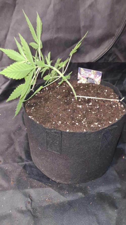 Glitter Bomb Auto (Zamnesia Seeds) #1c. Week 3